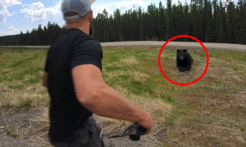 6 Bear Encounters That Will Leave You Shook