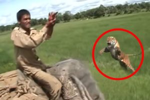 6 Tiger Encounters That Are Very Disturbing