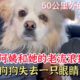 A Cry-Out for Help from a Lady with an Ailing Dog 老阿姨和她的老流浪狗，狗狗病得很重，老阿姨：求求你们帮帮它。#engsub