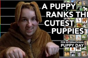 A Puppy Ranks The Cutest Puppies