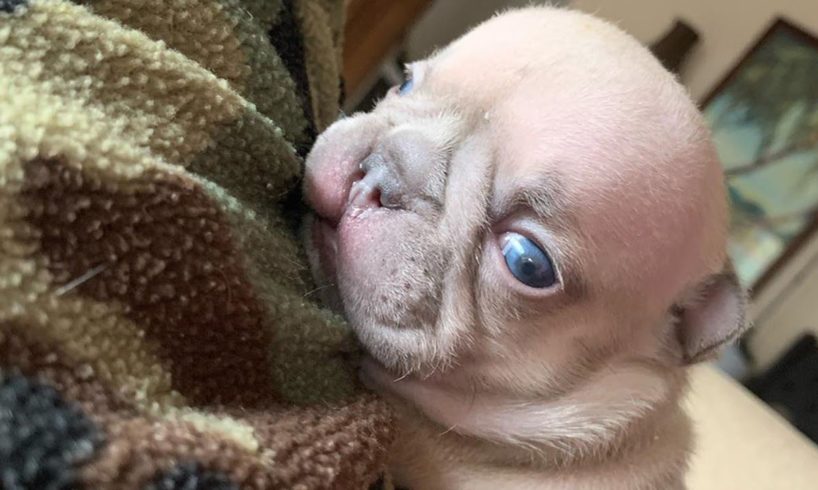 A Tiny Frenchie Was Born With Hydrocephalus Won't Stop Her Adorable And Sassy