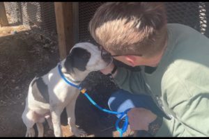 A big day for a scared little puppy - Stray Rescue of St.Louis