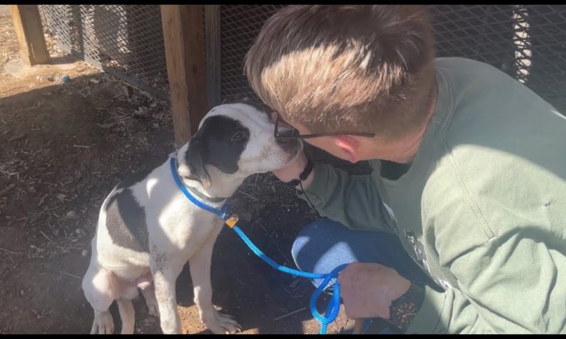 A big day for a scared little puppy - Stray Rescue of St.Louis