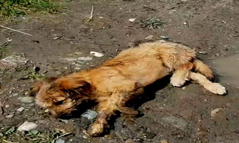 A tearful story about the life of a dog abandoned in the sun near 40 degrees