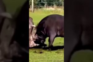 ANIMAL FIGHTS CAUGHT ON CAMERA  #RHINO VS BUFFALO FIGHT #ANIMAL FIGHTS ANIMAL FIGHT NIGHT WILD