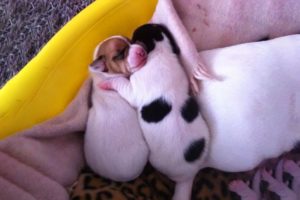 AWW CUTE BABY ANIMALS - Funny and cute moments of animal loving family - OMG Soo Cute #7