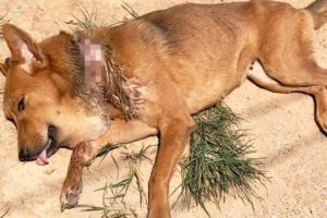 Abandoned Dog Suffers from Massively Swollen Head Due to Embedded a Wire for so Long