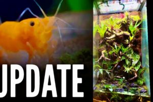 Adding NEW Animals || Paludarium UPDATE