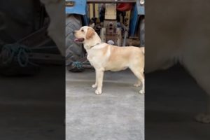 Adopting street dog puppy||funny puppy videos|| Labrador Dog, puppies ❤️😍