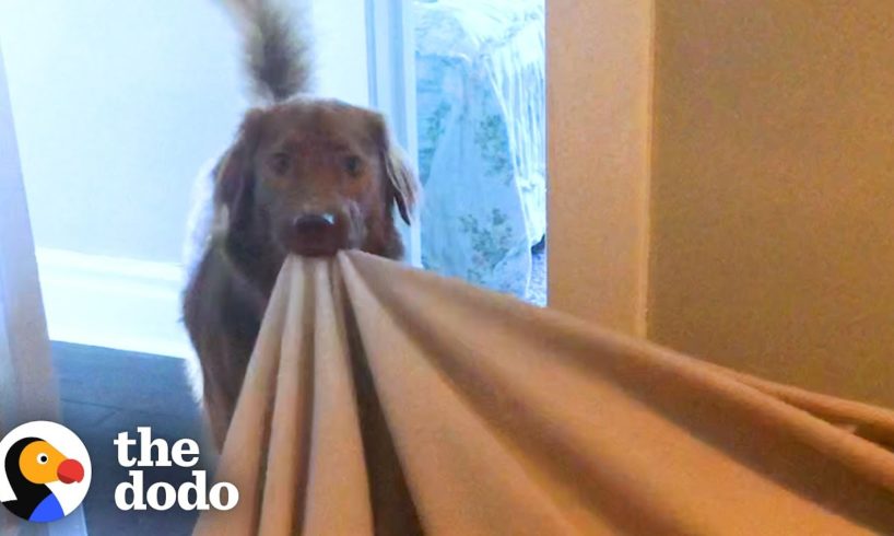 Adorable Dog Is Obsessed With His Blanket | The Dodo
