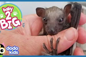 All This Baby Bat Wants to Do Is Fly | Animal Videos For Kids | Dodo Kids Baby to Big