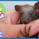 All This Baby Bat Wants to Do Is Fly | Animal Videos For Kids | Dodo Kids Baby to Big