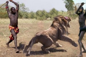 Amazing Wild Animals Hunt - Wild Animal Fights Caught On Camera | Lion, Tiger, Wildebeest, Snake
