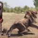 Amazing Wild Animals Hunt - Wild Animal Fights Caught On Camera | Lion, Tiger, Wildebeest, Snake