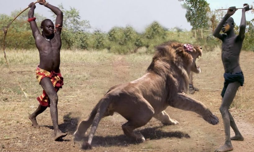 Amazing Wild Animals Hunt - Wild Animal Fights Caught On Camera | Lion, Tiger, Wildebeest, Snake
