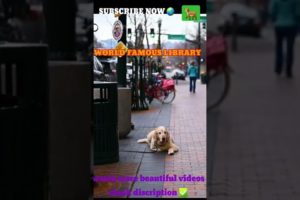 Amazing dog long waiting😱😱 so beautiful cutest puppies #pets #dog#youtubeshorts