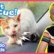 Angry Wild Cat Becomes His Rescuer’s Best Friend | Animal Videos For Kids | Dodo Kids