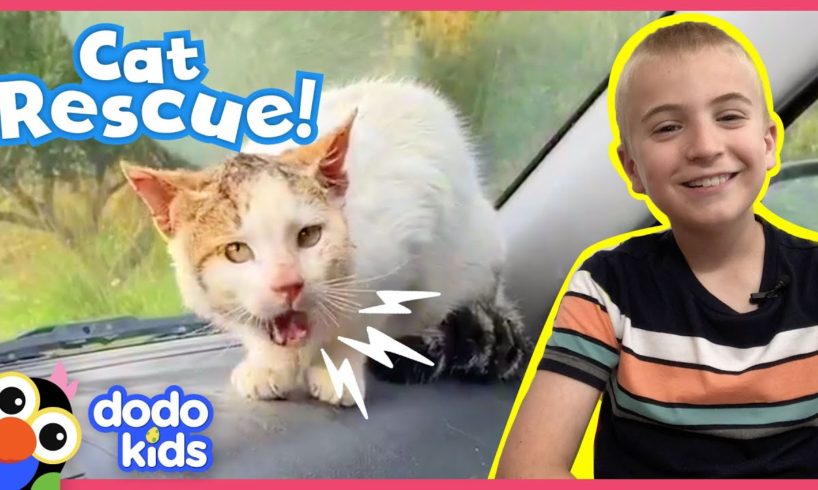 Angry Wild Cat Becomes His Rescuer’s Best Friend | Animal Videos For Kids | Dodo Kids