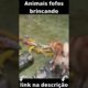 Animais fofos brincando/ cute animals playing #shorts