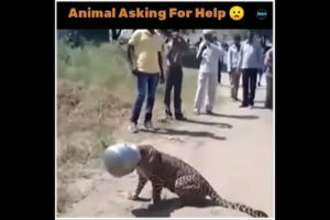 Animal Asking For Help To Humans #1 | Animal Rescues| Intresting Facts | #shorts