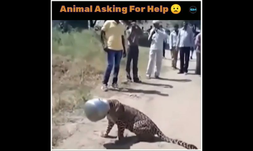 Animal Asking For Help To Humans #1 | Animal Rescues| Intresting Facts | #shorts