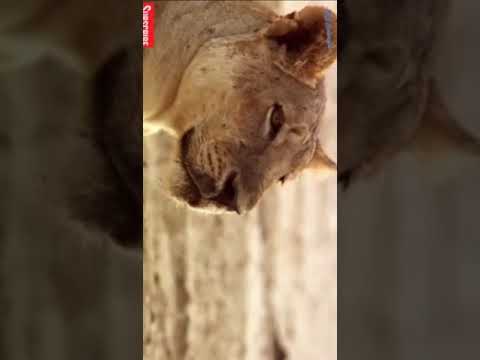 Animal Fights | 2 Buffalo vs 10 Lion, Hyena & Wild dogs attacks Deer