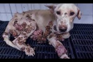 Animal Rescue poor Dogs And puppy mangoworms removal 2022