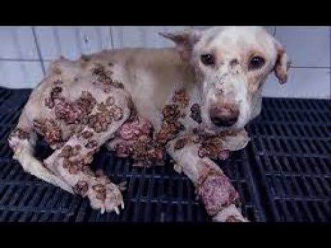 Animal Rescue poor Dogs And puppy mangoworms removal 2022