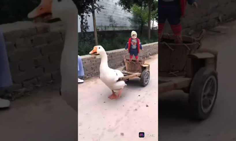 Animal love to human