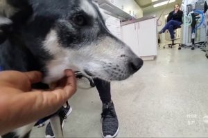Animal shelter in St. Pete rescues dog who had stick stuck in mouth for years