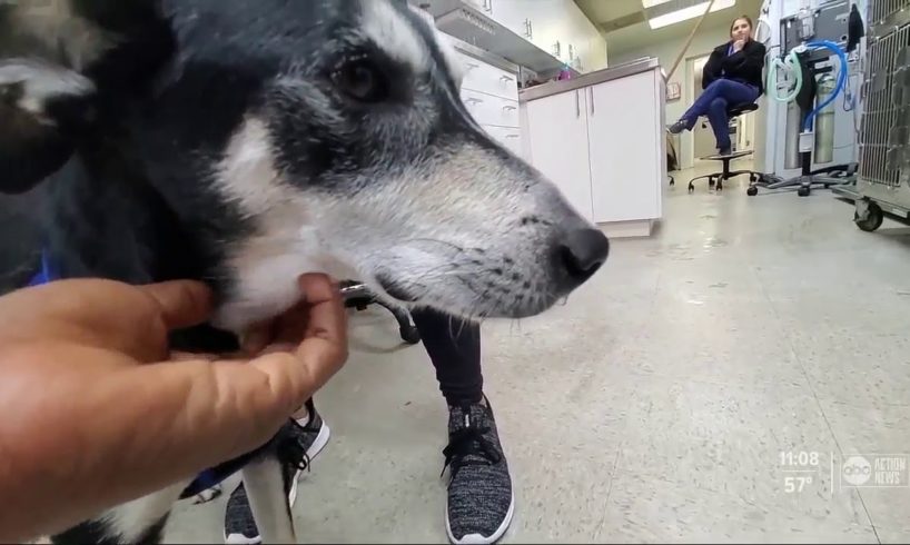 Animal shelter in St. Pete rescues dog who had stick stuck in mouth for years