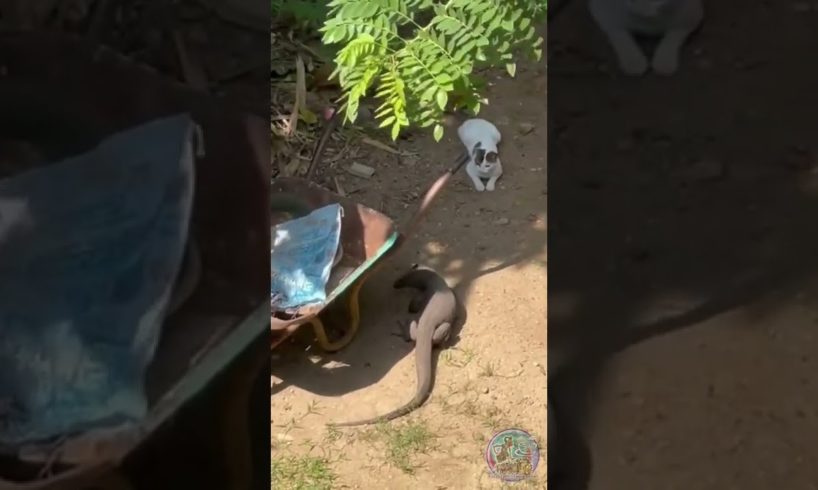 Animalia ● A Cat Playing With A Monitor Lizard at Backyard #Shorts #Animals #AnimalVideos