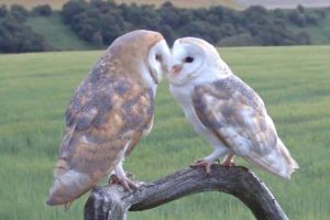 Animals In Love 💗🐾 Courtship In The Wild