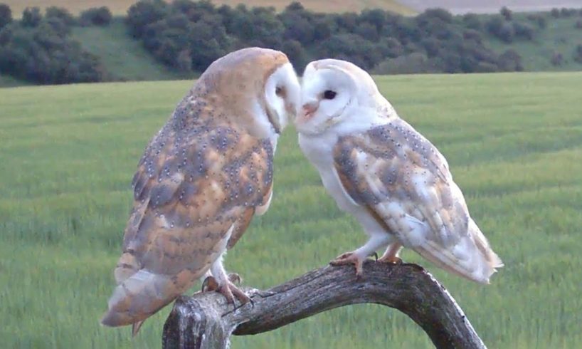 Animals In Love 💗🐾 Courtship In The Wild