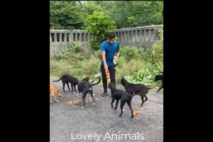Animals Videos-Animals That Asked People for Help-Animals Rescue-Save Animals Video Compilation #1