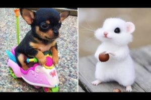 Baby Animals 🔴 Funny Cats and Dogs Videos Compilation #10| 30 Minutes of animals Monkey Baby Bon Bon