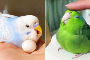Baby Animals 🔴 Funny Parrots and Cute Birds Compilation (2021) Loros Adorables Recopilación #47