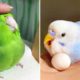 Baby Animals 🔴 Funny Parrots and Cute Birds Compilation (2022) Loros Adorables Recopilación #9