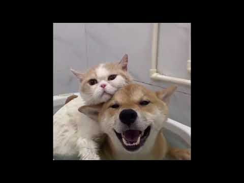Baby Animals funny videos cutest moments - cutest puppies #Animals #Cute #Dogs#Cats#trending