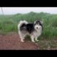 Baby Dogs / Funniest & Cutest Puppies Video 10