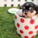 Baby Dogs / Funniest & Cutest Puppies Video 11