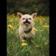 Baby Dogs / Funniest & Cutest Puppies Video 3