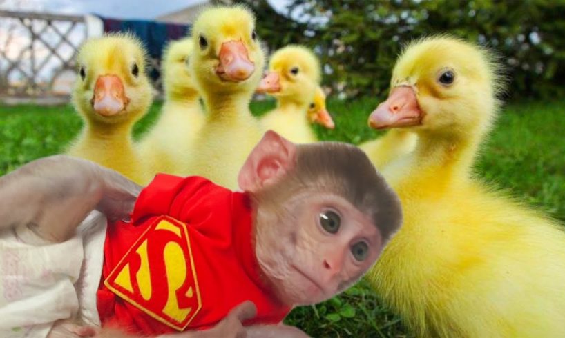 Baby monkey gaby playing with puppies, happy ducklings