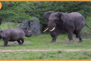 Battles Of The Wild! When Heavy Animals Fight Each Other!