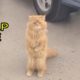 Beautiful Cat Was Disabled, Begging For Help From Passersby