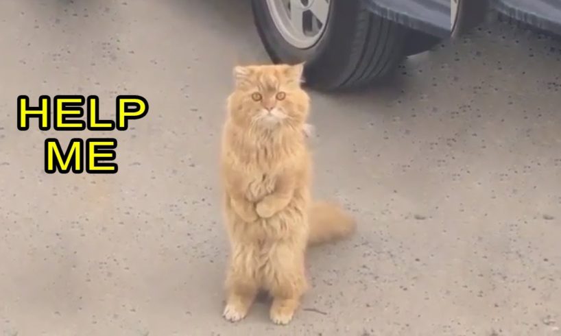 Beautiful Cat Was Disabled, Begging For Help From Passersby