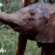 Bebé elefante huérfano aprende a usar su tronco y hacer amigos | El Dodo