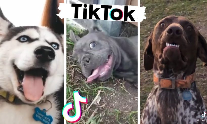 Best Doggos of TIK TOK ~ Ultimate Cute Puppies Compilation