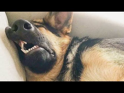 Best Funniest animals Videos 2022 🤣 - Funny Dogs And Cats Videos🐱🐶