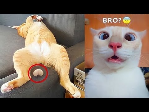 Best Funny Animal Videos 2022 and 2021 -😂 Funniest Dogs And Cats Videos 😀
